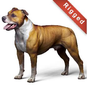 American pit bull terrier model